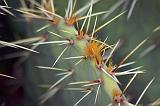 Cactus Closeup_72987